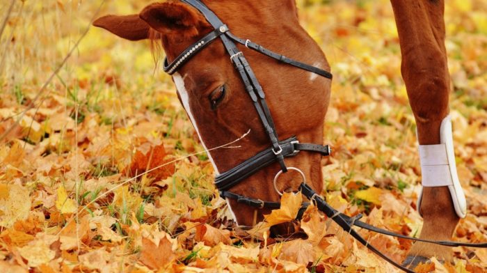 5 DIY Toys for Your Horse
