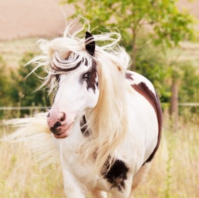 4 Ways to Braid Your Horse's Mane