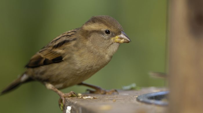The RSPB Tells Us Why We Should Take Part in The Big Garden Birdwatch