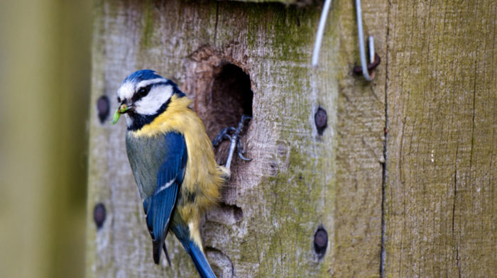 Nest Boxes: What Are They And Which Ones Are Best?