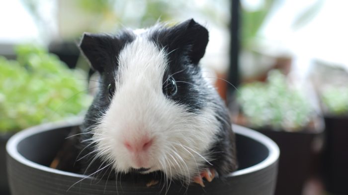 Give Your Guinea Pig the Best Living Conditions - 10 Cage Facts