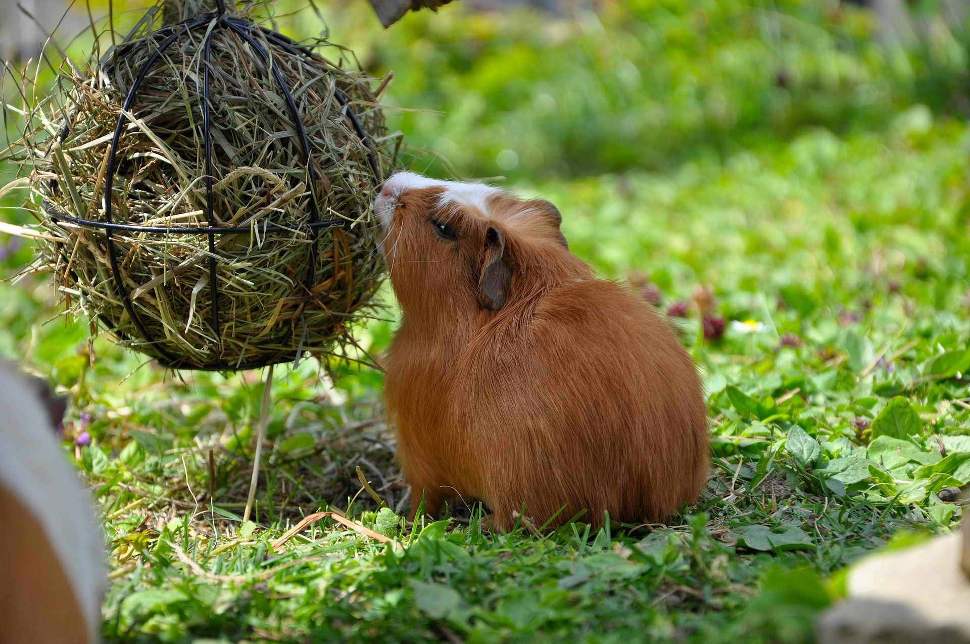guinea pig with boredom breaker