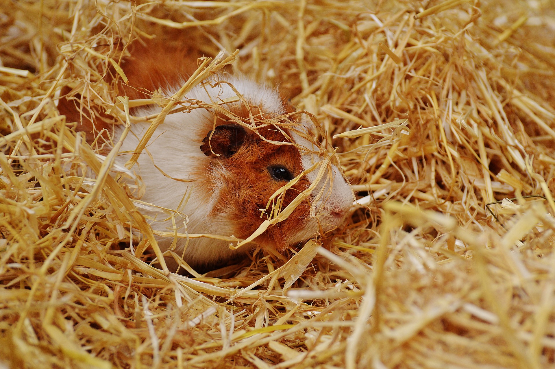 guinea pig foraging