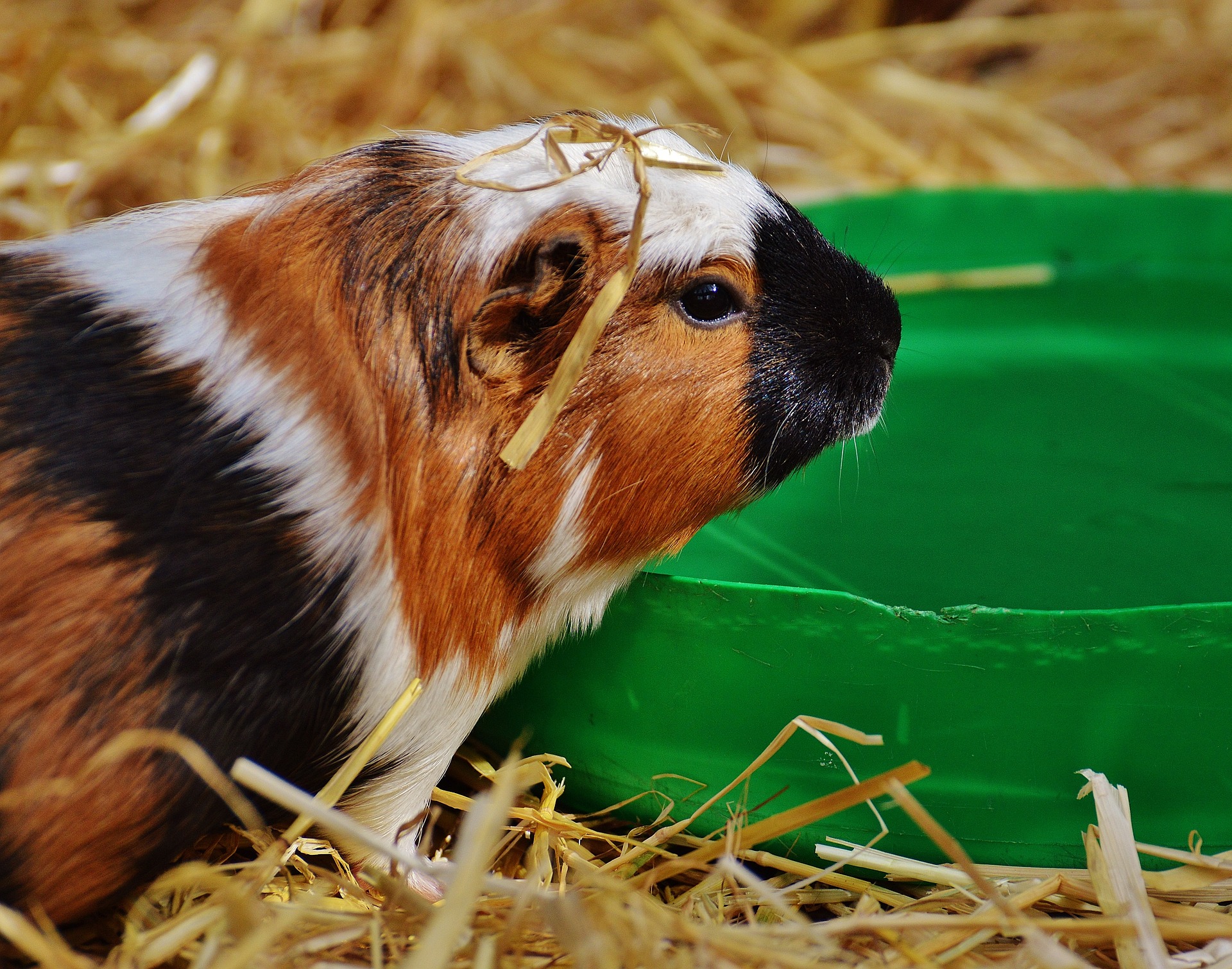 guinea pig drinking water