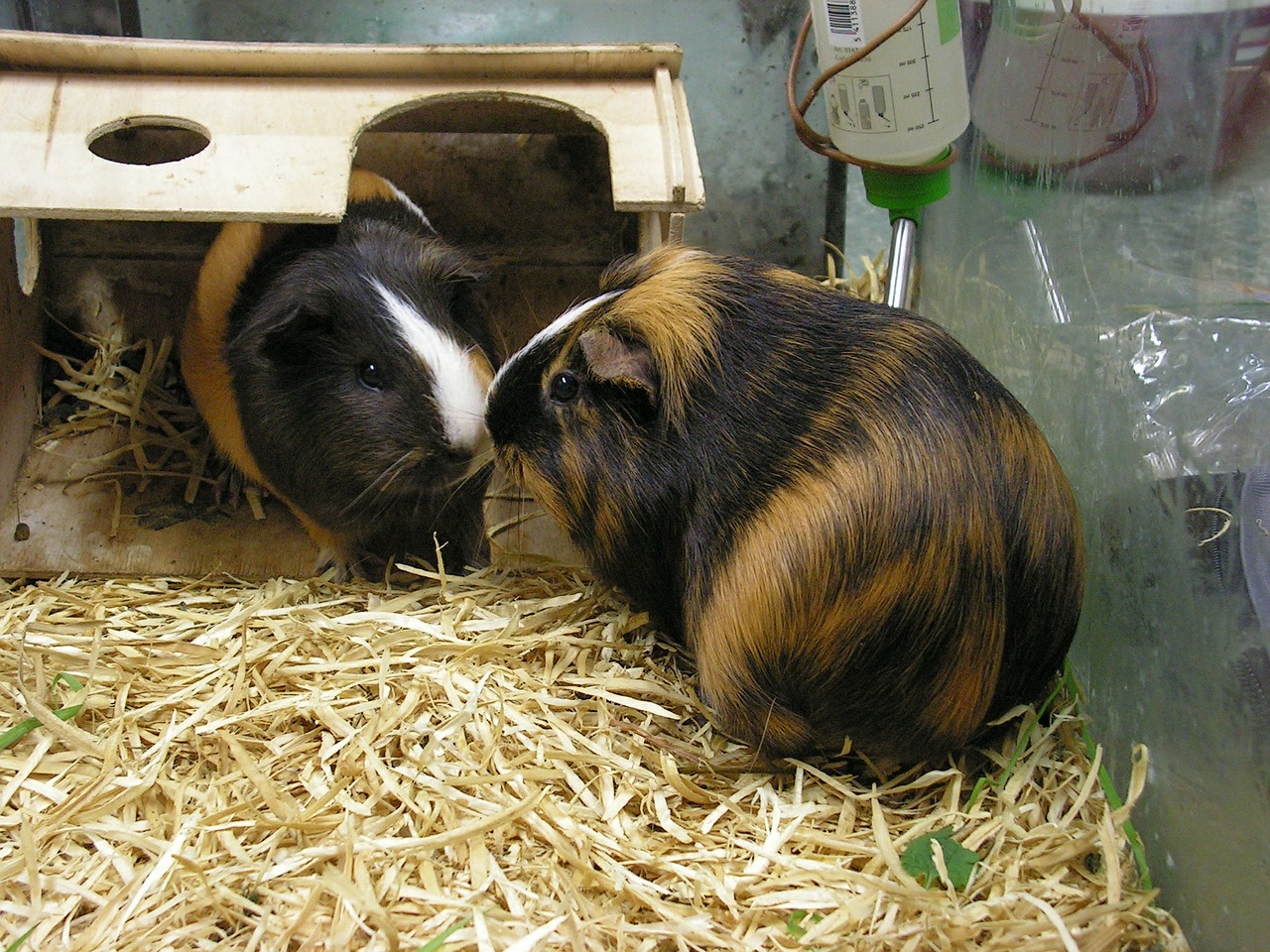 guinea pig in hide house