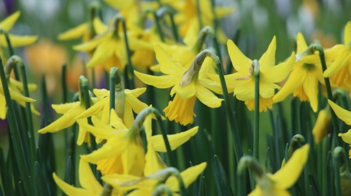 What to Do in the Garden in March