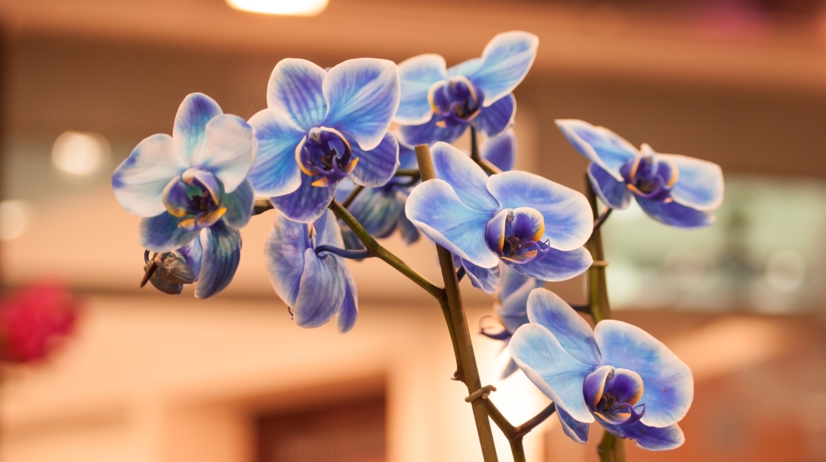 How To Look After An Orchid Preloved Uk