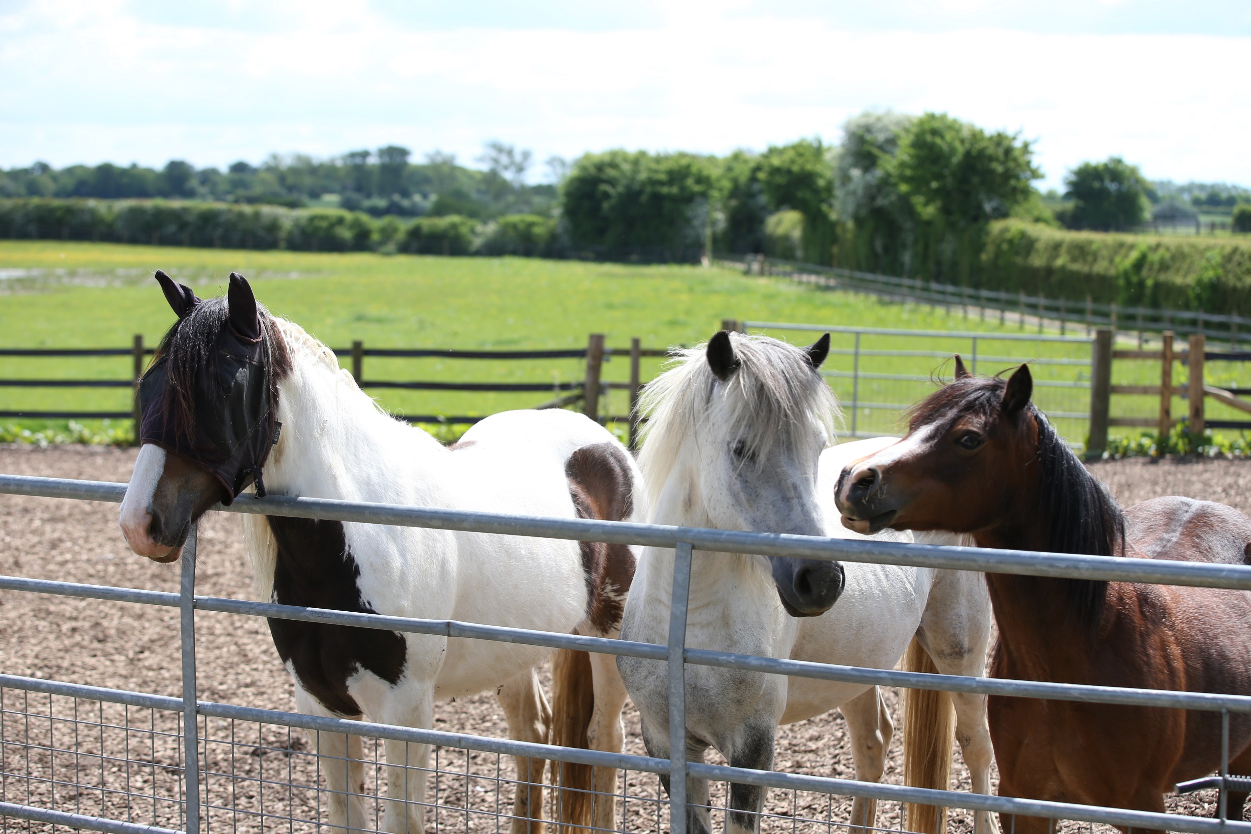 How to Protect your Horse from Flies Preloved UK