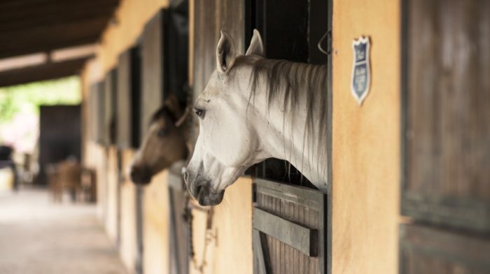 How to Protect your Horse from Flies