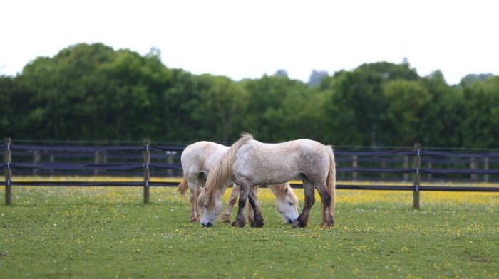 Treats Safe for Horses, and What to Avoid