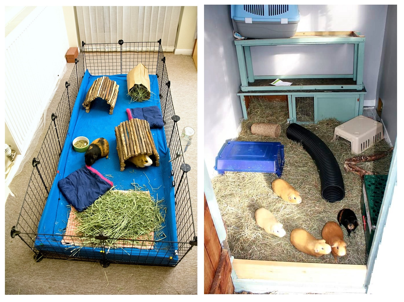 A Guide to Guinea Pig Behaviour and Hygiene Preloved UK