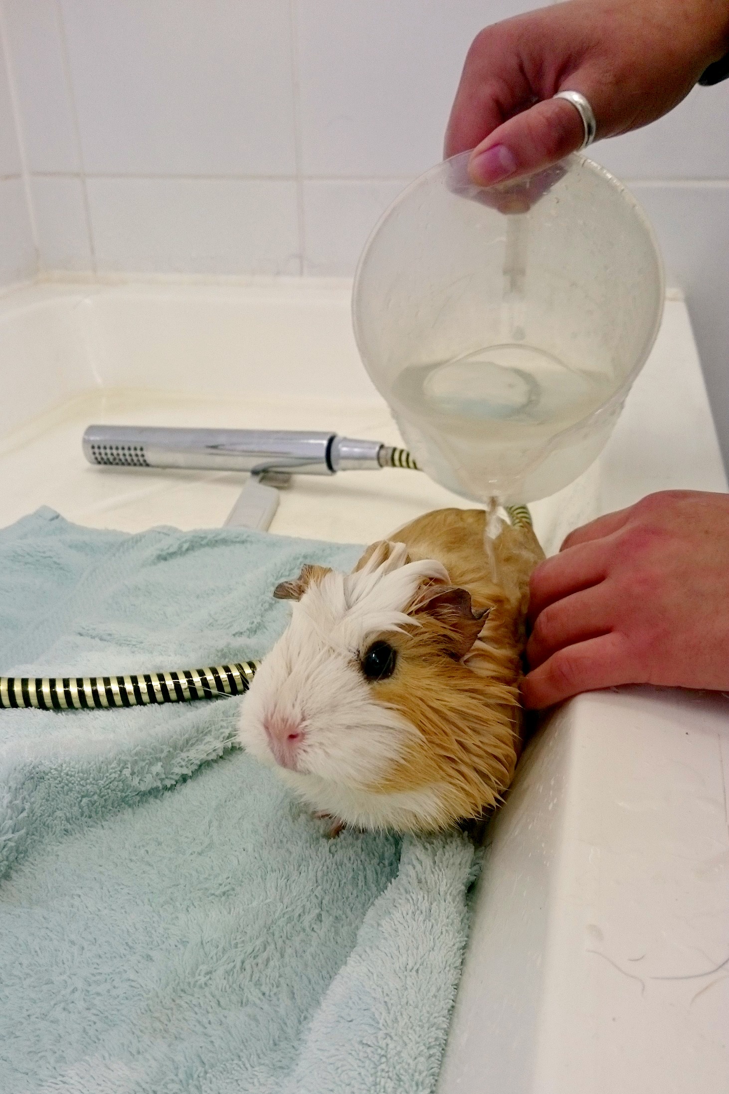 A Guide to Guinea Pig Behaviour and Hygiene Preloved UK