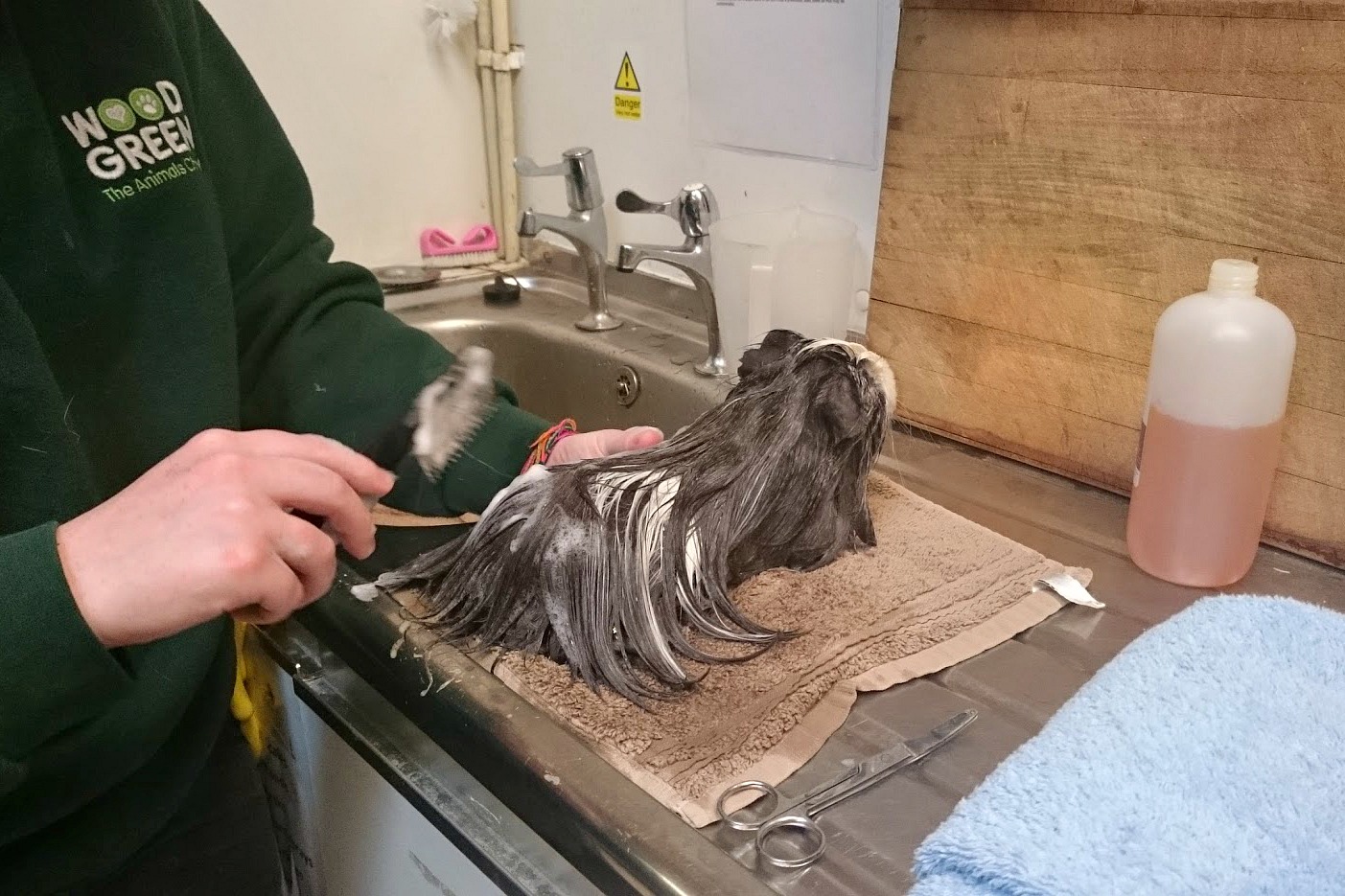 A Guide to Guinea Pig Behaviour and Hygiene Preloved UK