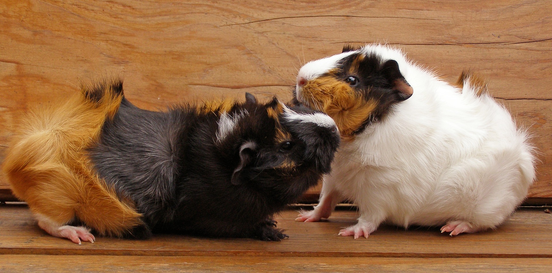 A Guide to Guinea Pig Behaviour and Hygiene Preloved UK