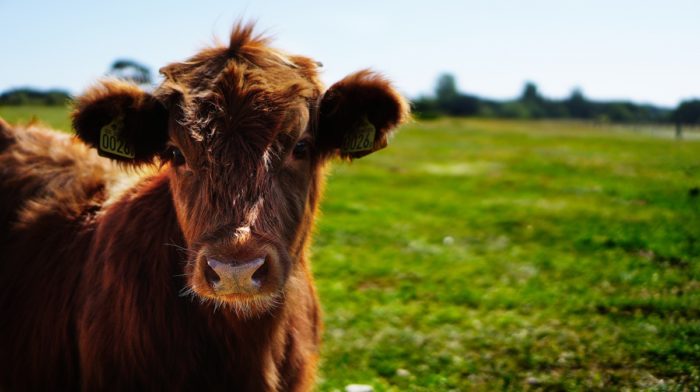 Holy Cow! 15 Incredible Cow Facts