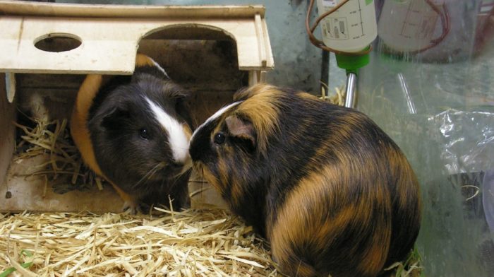 Caring for Your Guinea Pig in Winter