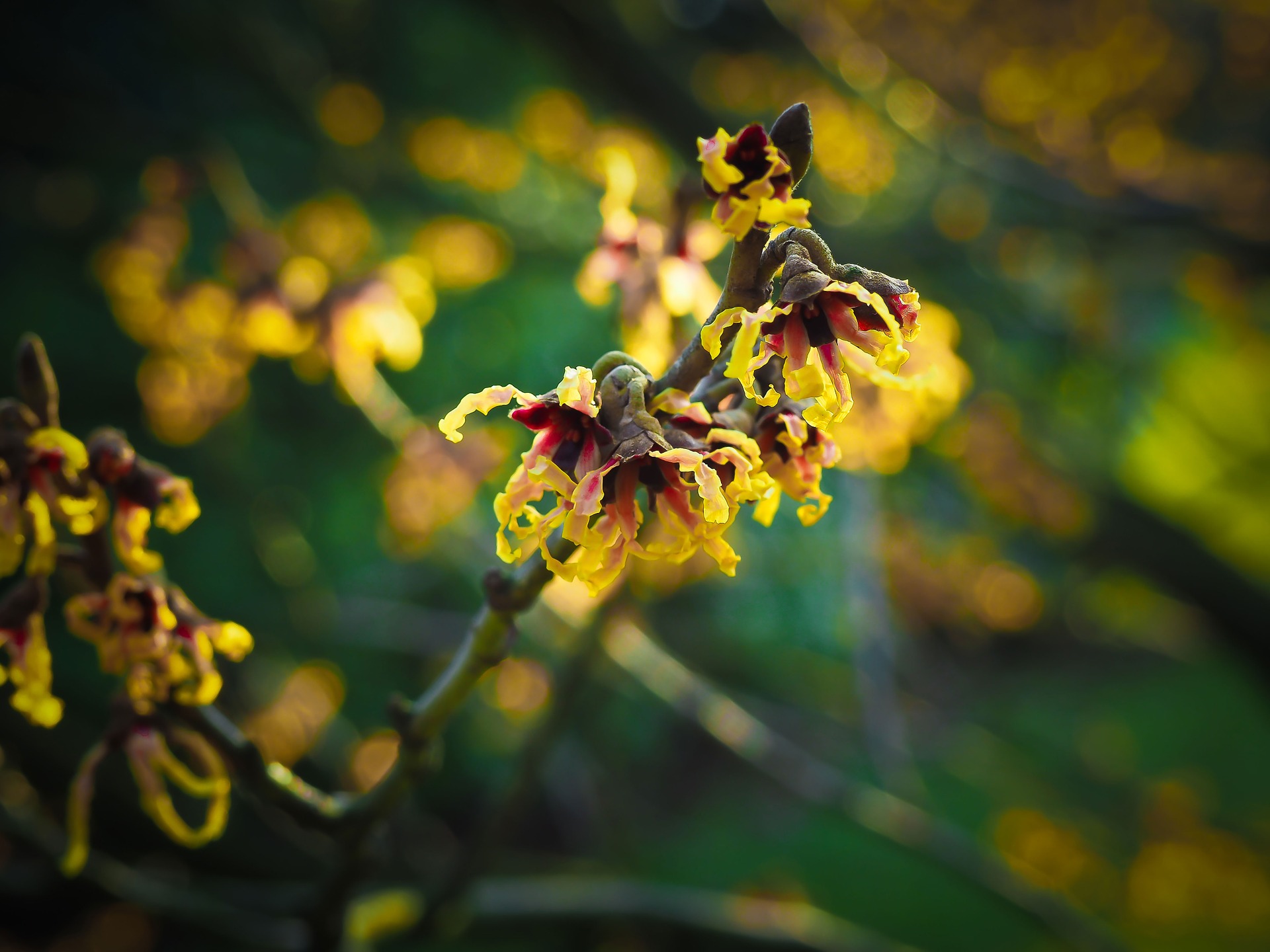 blossom-1210668_1920
