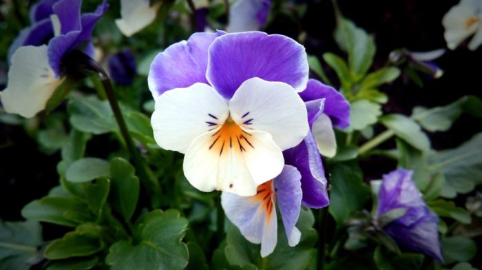 What to Do in the Garden in November