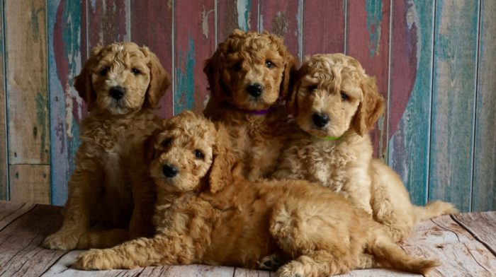 Buying a Puppy? | Checklist to Help You Find the Right Breeder