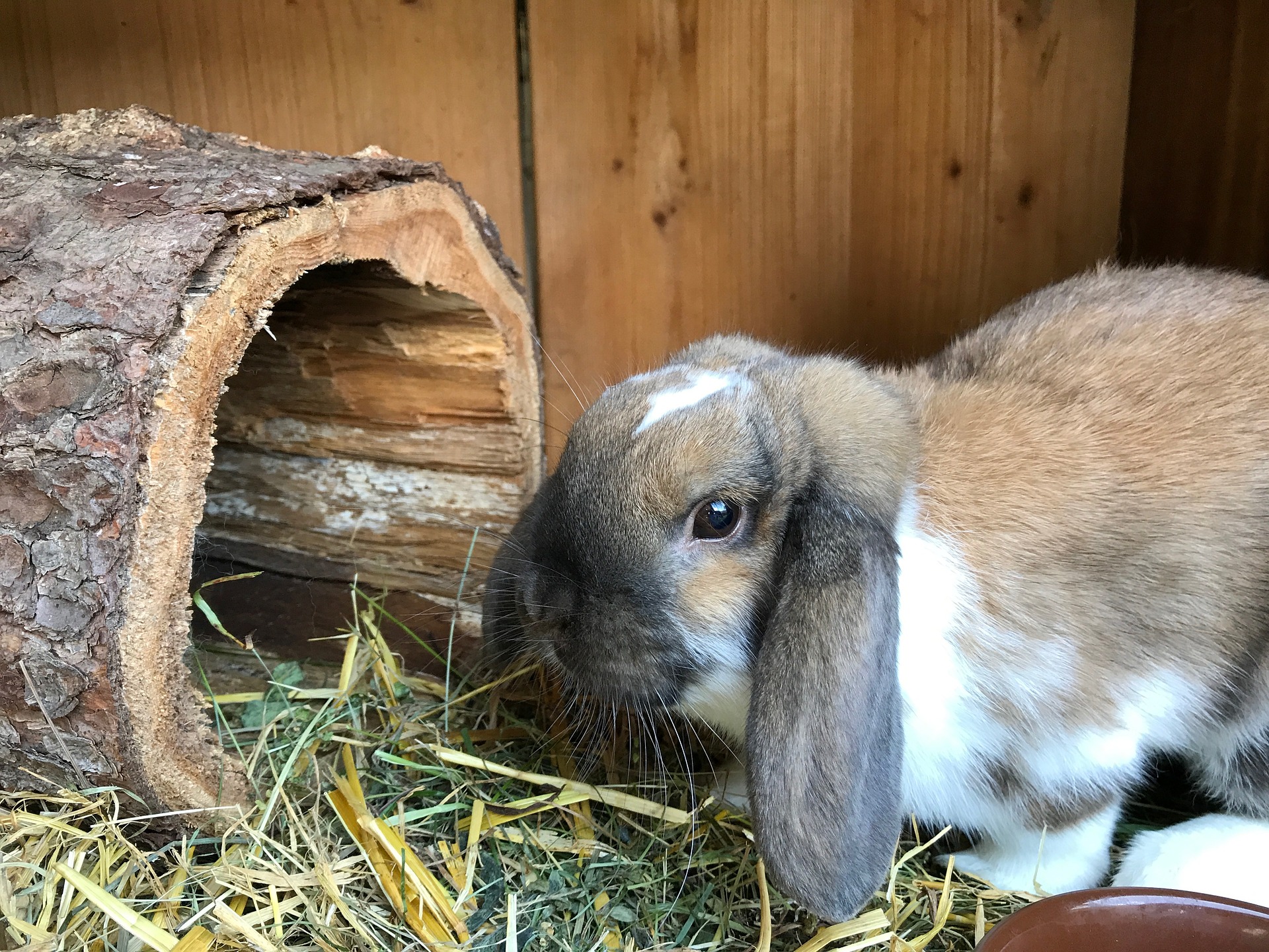 handmade pet rabbit toys