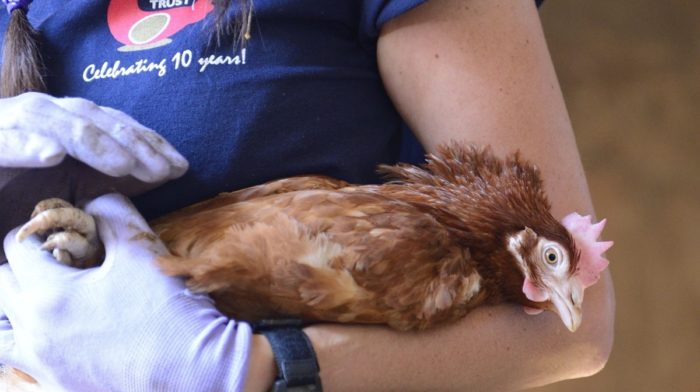 Common Illnesses of Pet Hens