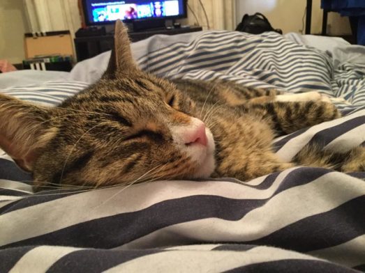 A New Start? Adopting a Cat, A Blog by Pancake