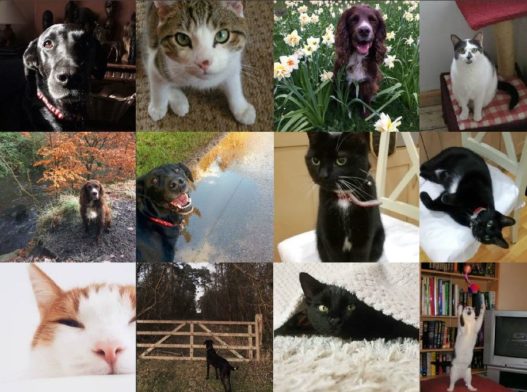 #PrelovedPets - Meet the Preloved Team's Pets