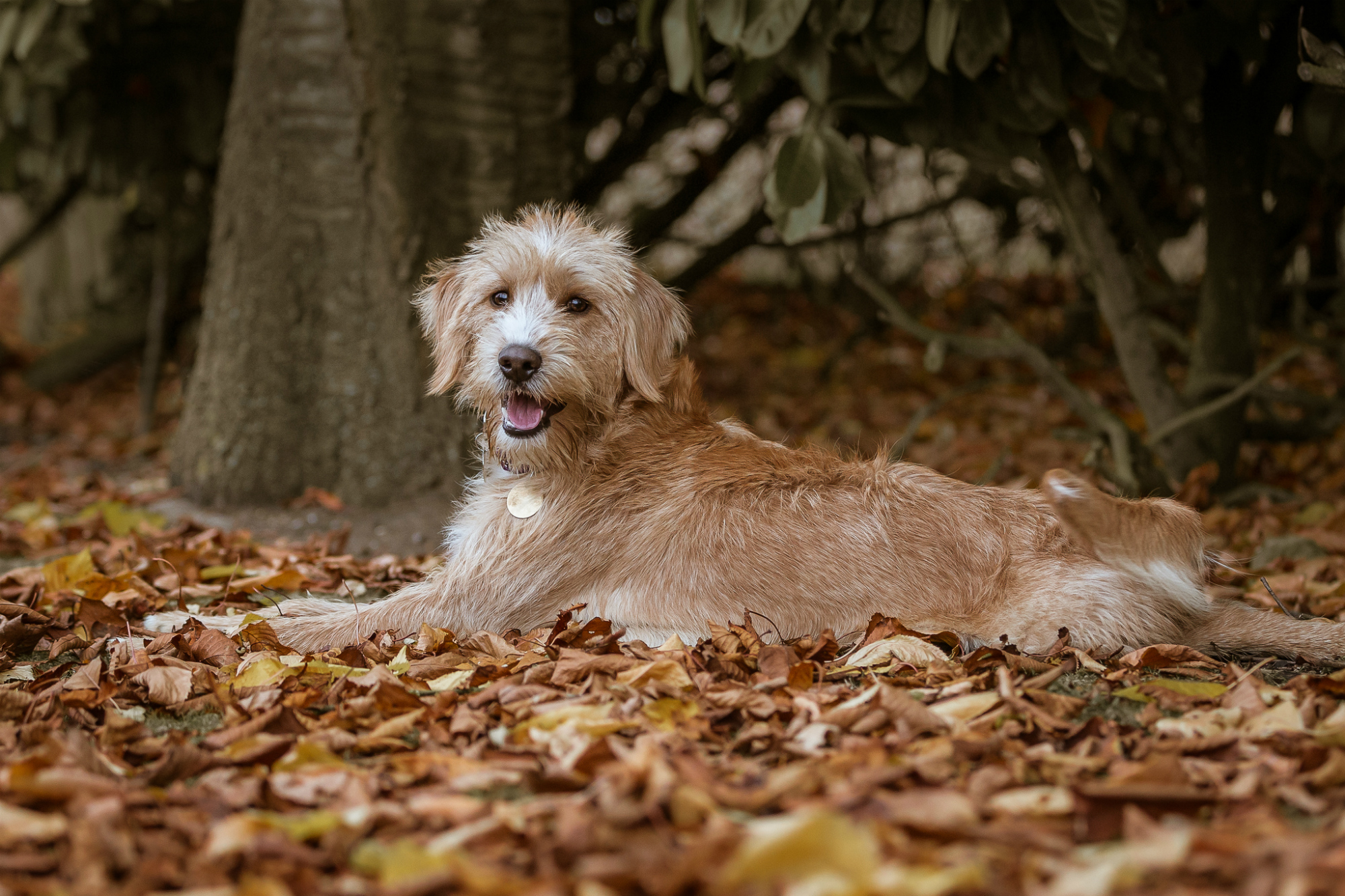 rescue dog