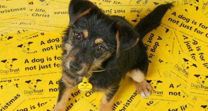 Preloved Advent Day 19: Dog's Trust