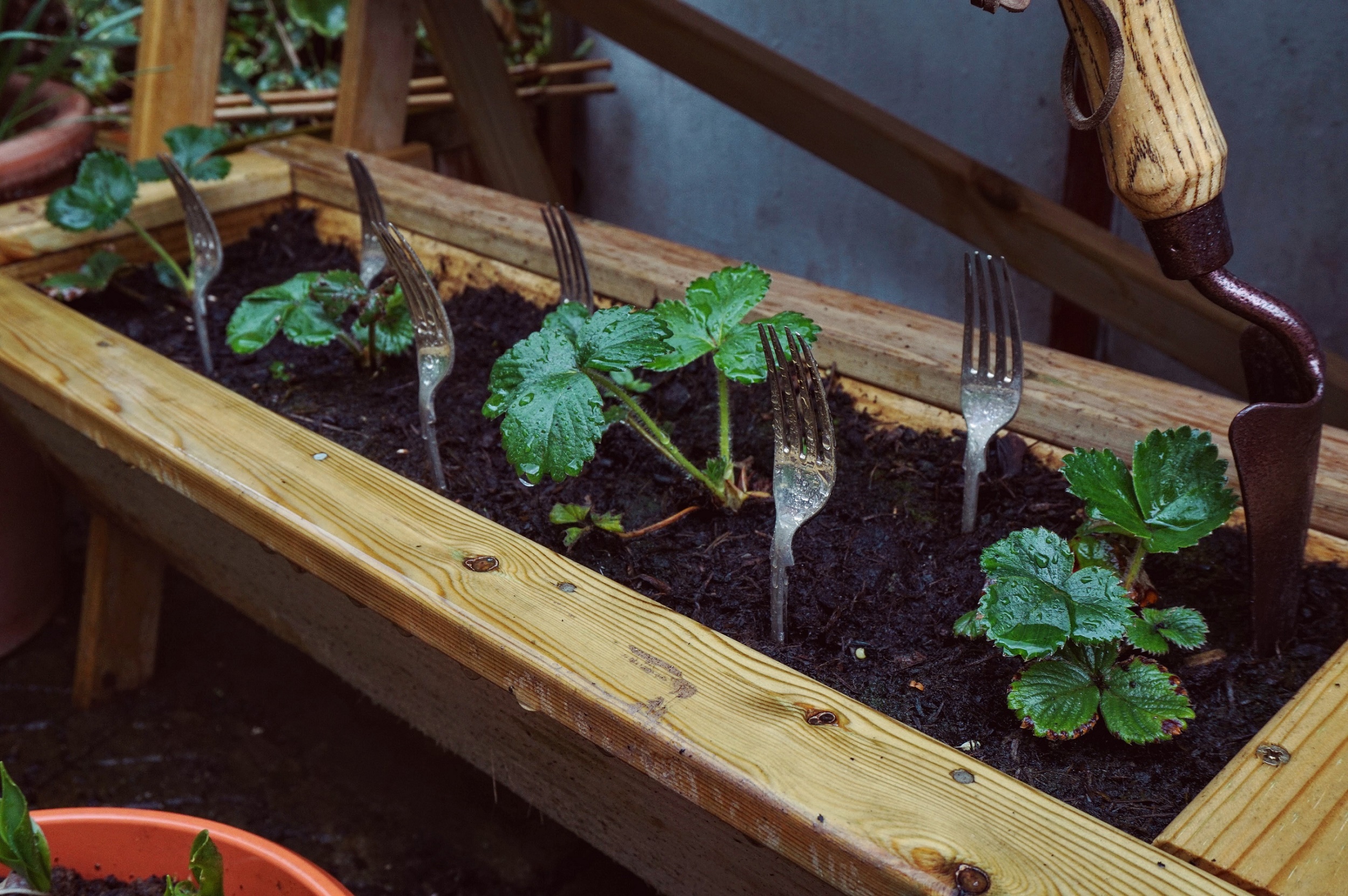 Can You Grow Vegetables in Containers? Preloved UK