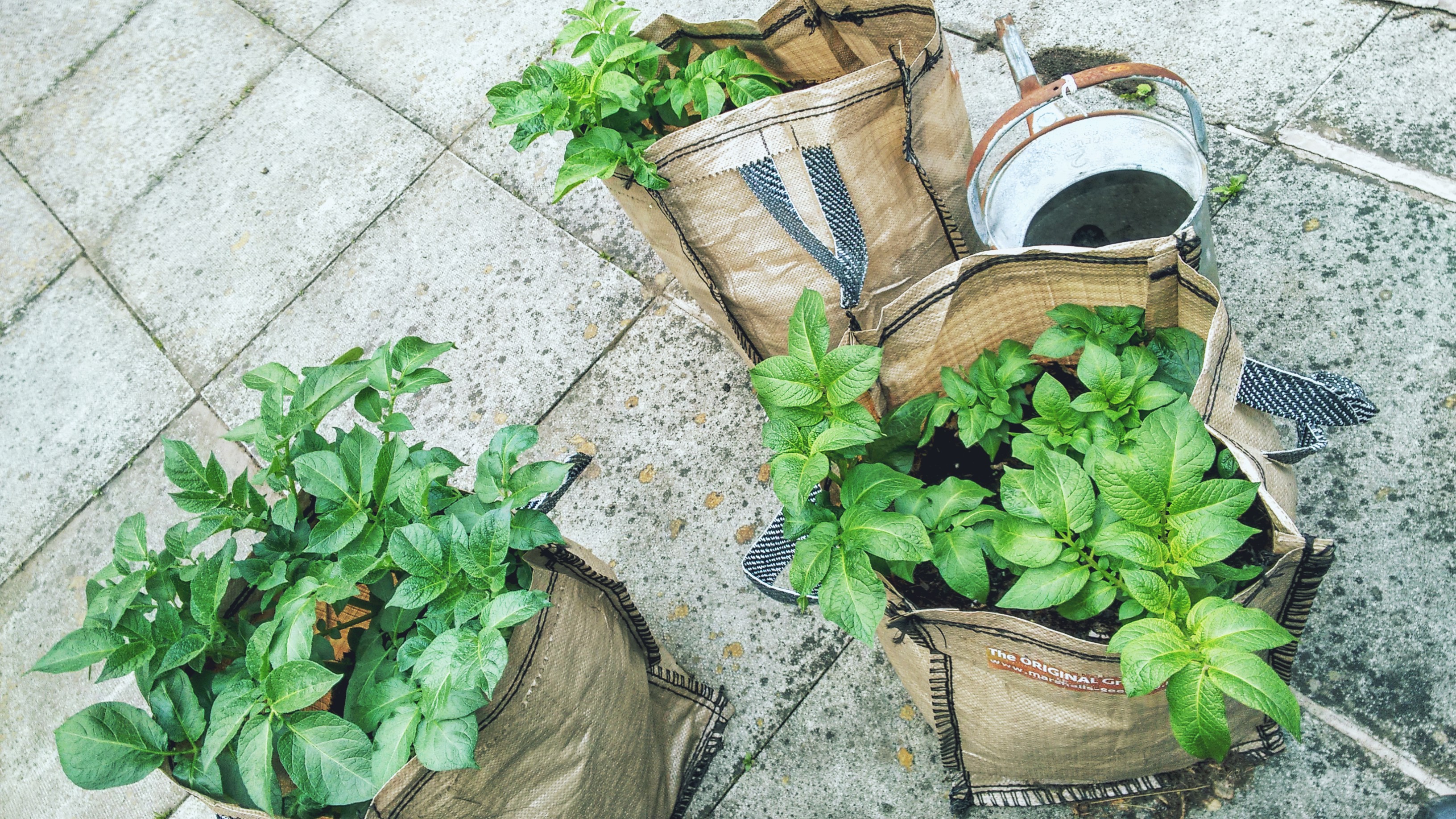 can-you-grow-vegetables-in-containers-preloved-uk