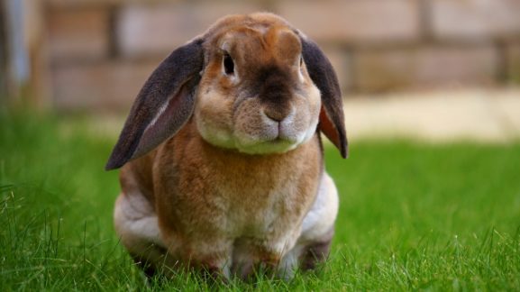 rabbit cost of neutering