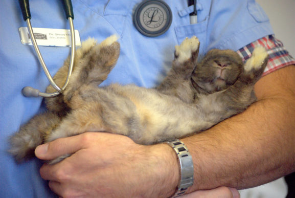 happy rabbit with vet neutering 