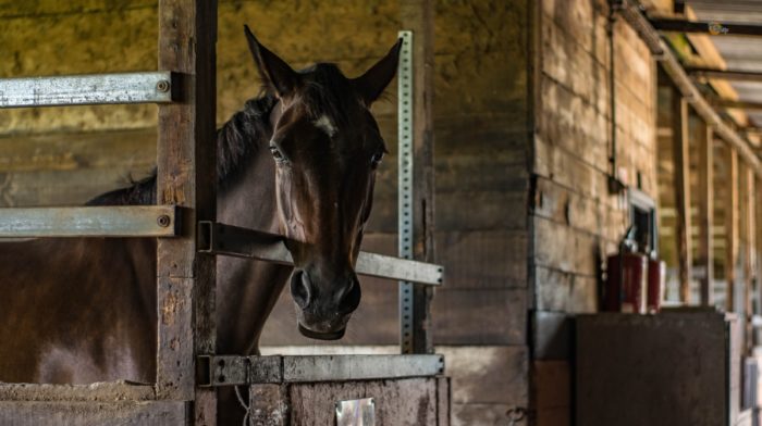 Caring For A Horse On Box Rest