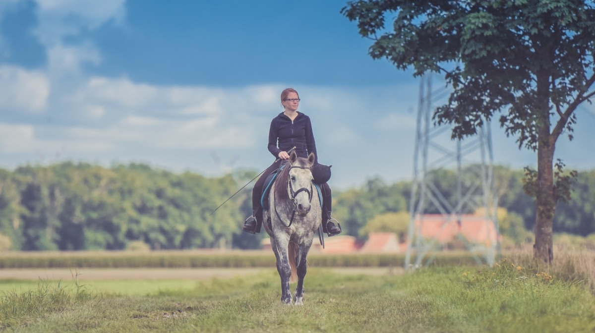 horse in field keep animals cool in hot weather