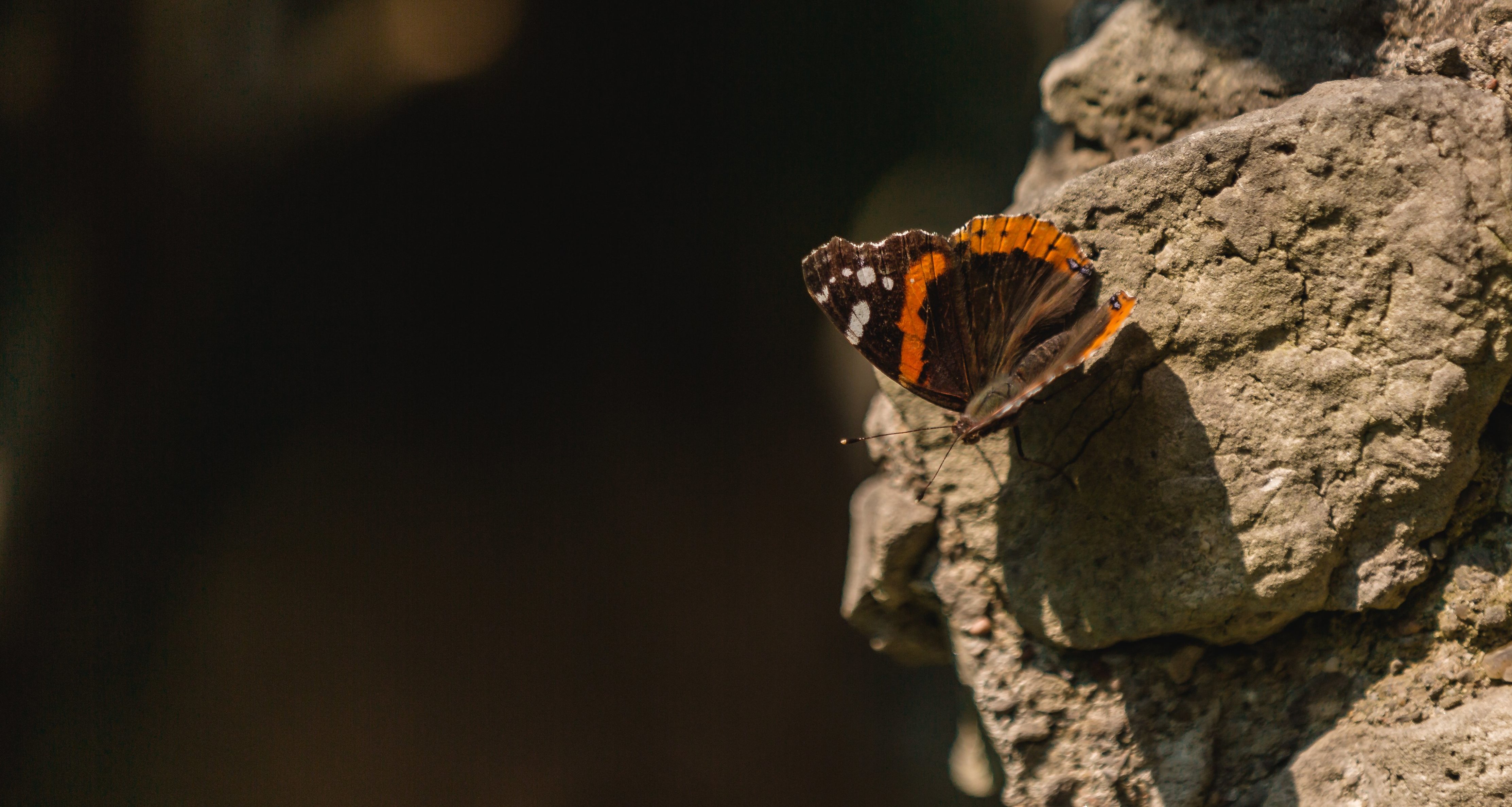 kids interested in wildlife conservation butterfly on rock