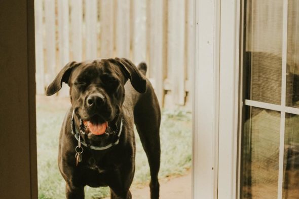 New Dog Breeding Licensing Guidelines in 2018