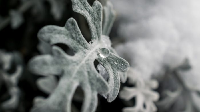 How to Prepare Your Garden for the Cold Weather
