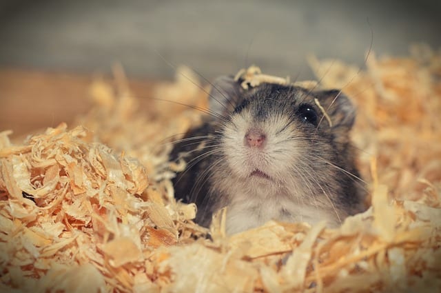 Hamster in cage