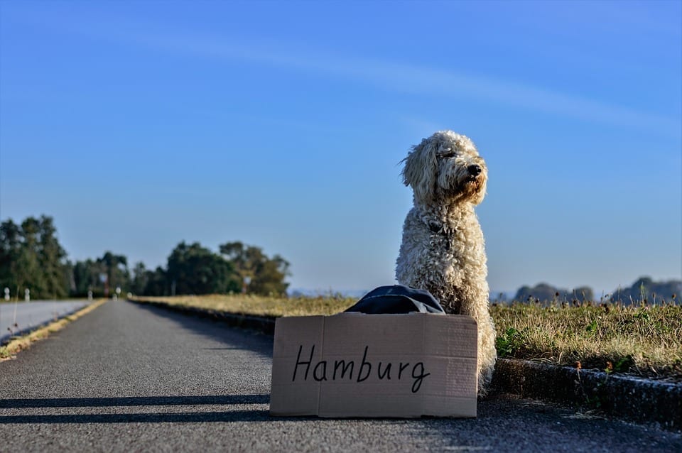 5 Tips For Travelling With Your Dog