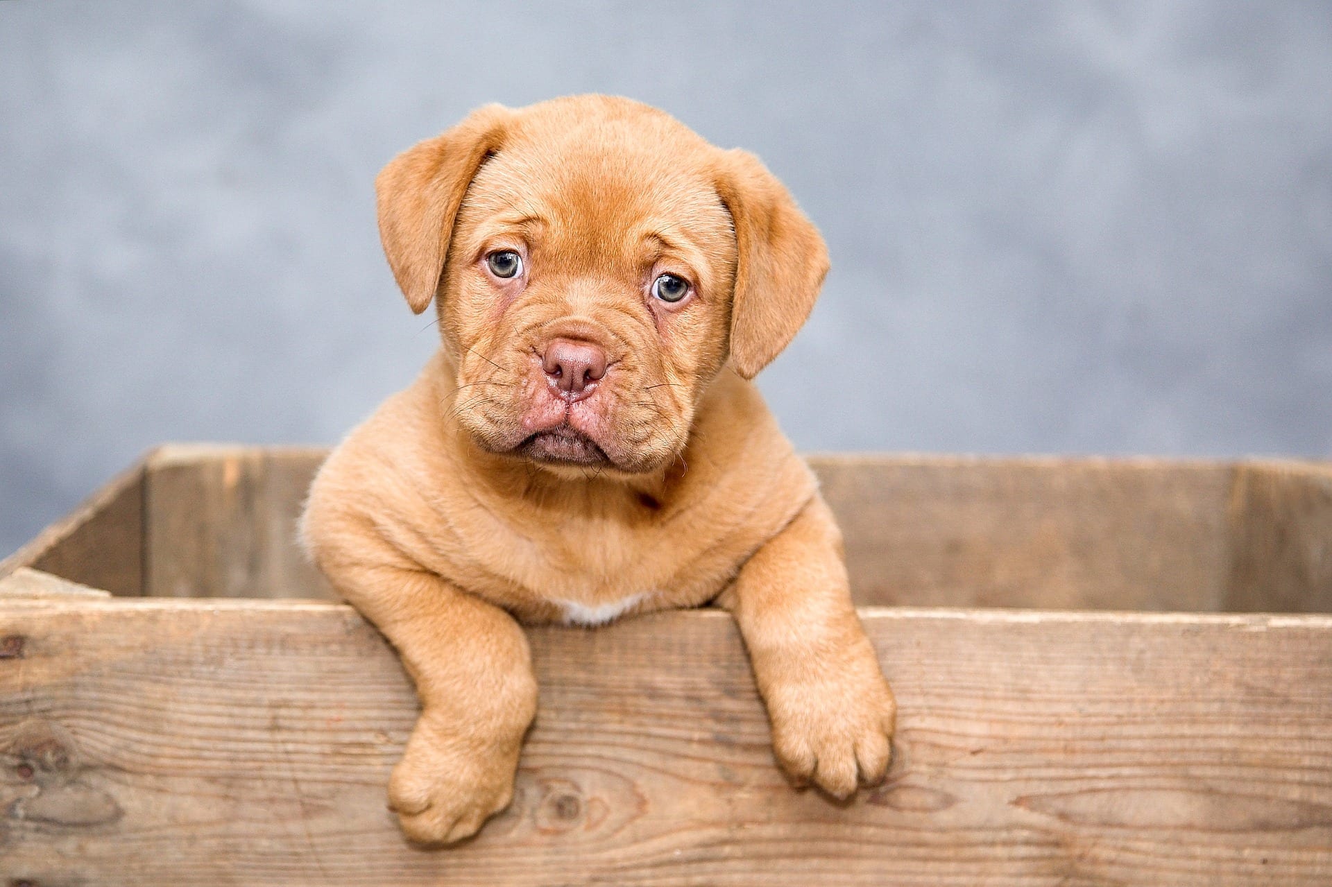 Buying A Puppy? | Here's What You Need To Know