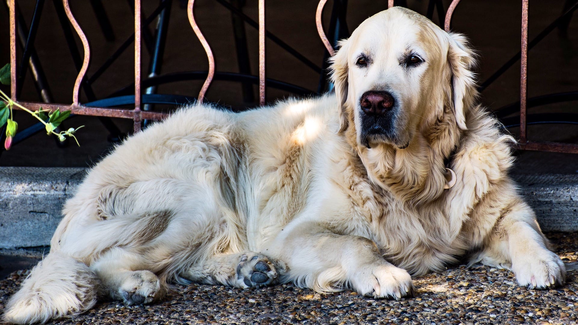 small family dog breeds