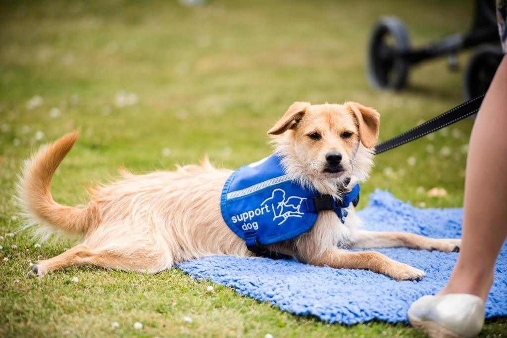 A Day Out At Crufts - Preloved UK