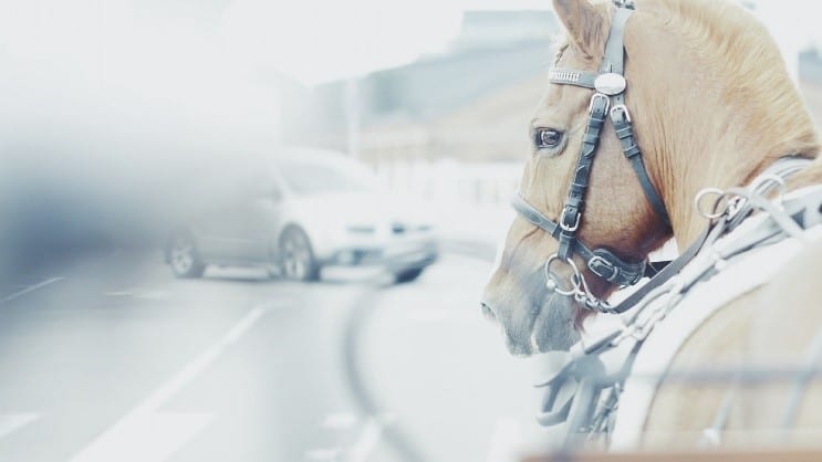 Horse riding on road