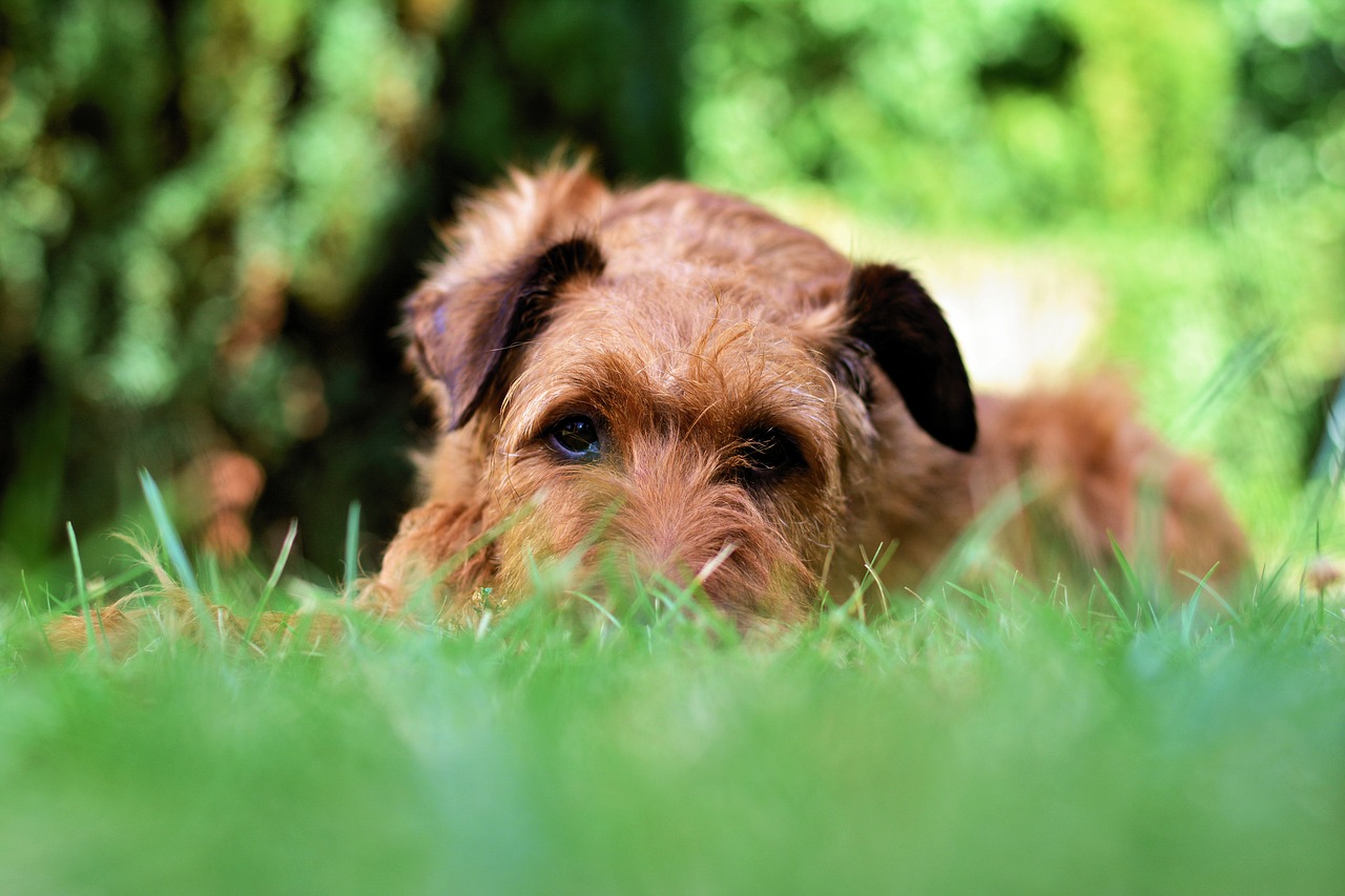 dog garden