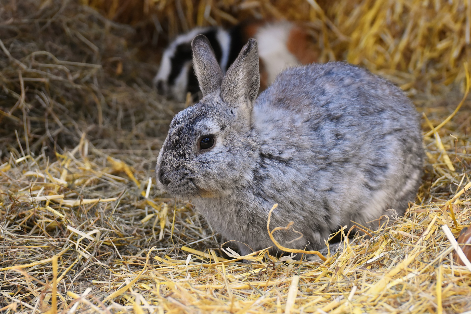 rabbit hay