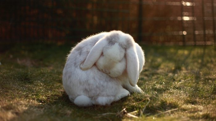 DIY Treat Ideas For A Happy Rabbit
