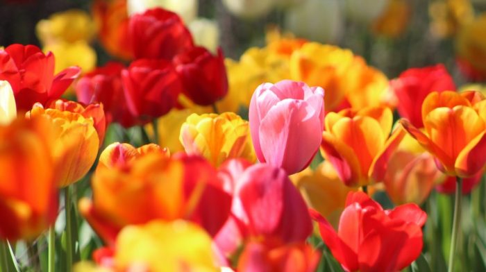 National Gardening Week 2019