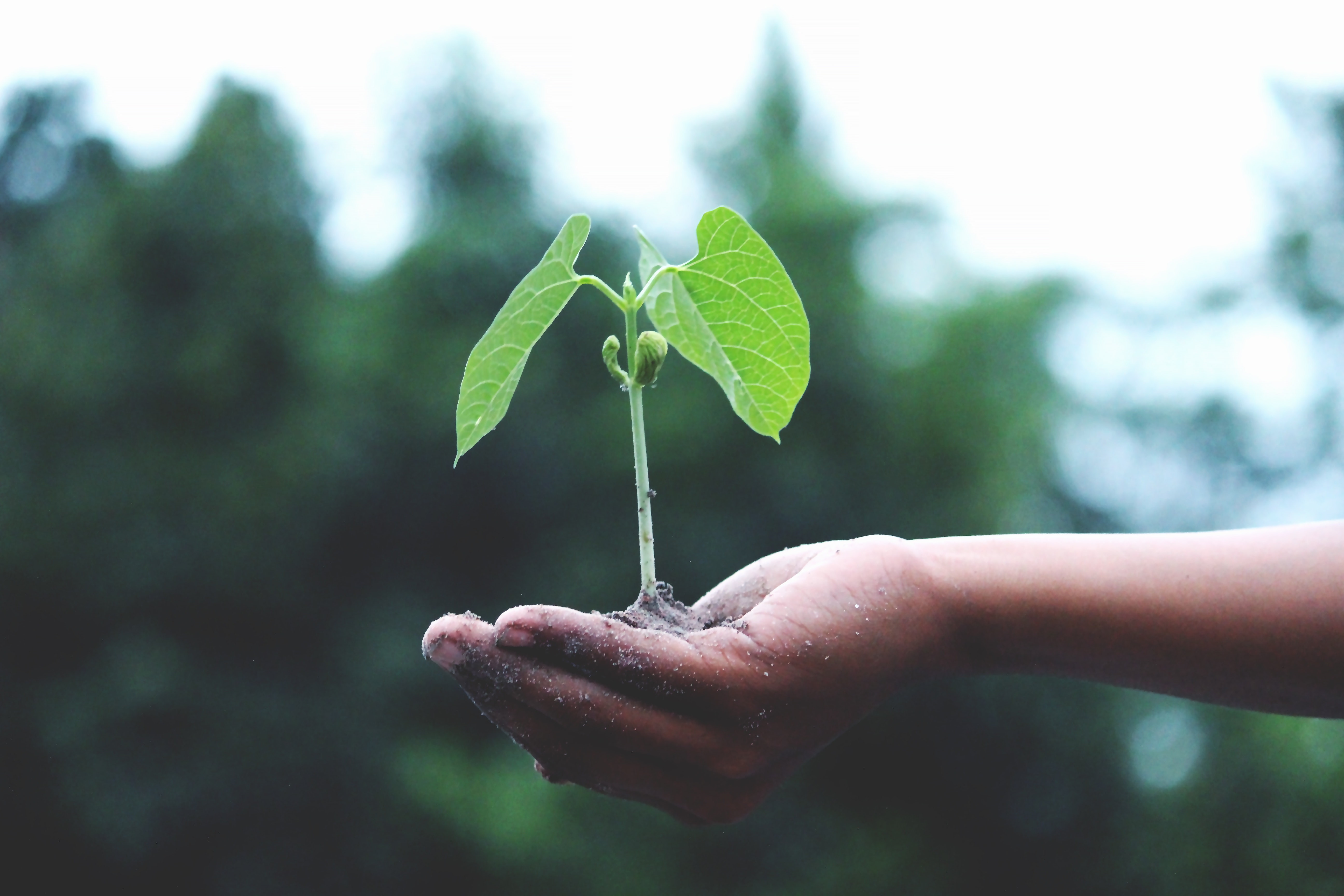 seedlings