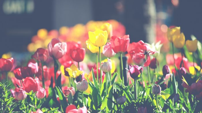 Gardening For Beginners: Our Top Tips